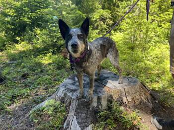 Fiddle (Corvallis, OR) -  Australian Cattle Dog Blue Heeler and Cattle Dog Dog for Adoption in Mount Vernon, Washington - Fiddle (Corvallis, OR) | PetCurious