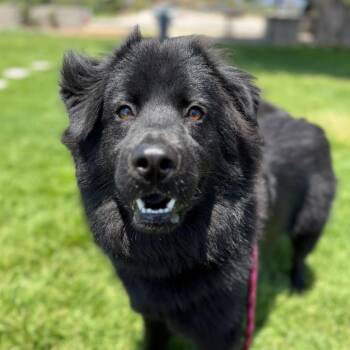Aquarius -  Chow Chow and Newfoundland Dog Dog for Adoption in Goleta, California - Aquarius | PetCurious