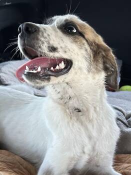 Pita -  Anatolian Shepherd Dog for Adoption in Comanche, Texas - Pita | PetCurious