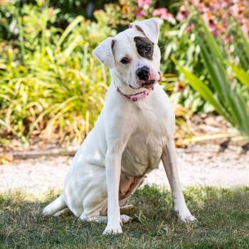 Sapphire -  Boxer and Mixed Breed Dog for Adoption in Council Bluffs, Iowa - Sapphire | PetCurious