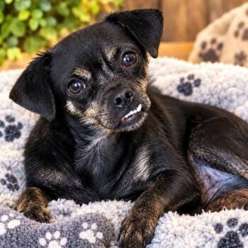 Clover -  Pug and Miniature Dachshund Dog for Adoption in Austin, Texas - Clover | PetCurious