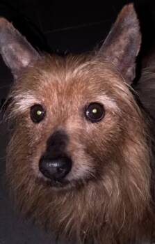 Rescue Yorkshire Terrier and Silky Terrier Dogs for Adoption in Ocala, Florida - Carmine | PetCurious