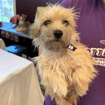Durian -  Terrier and Mixed Breed Dog for Adoption in San Francisco, California - Durian | PetCurious