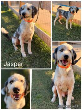 Jasper -  Aussiedoodle Dog for Adoption in Enterprise, Alabama - Jasper | PetCurious