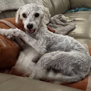 Miniature Poodle and Mixed Breed Dogs Available for Adoption in Las Vegas, Nevada - Mila | PetCurious