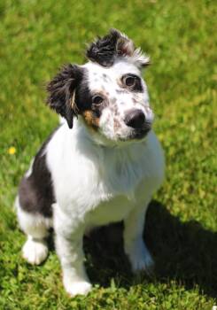Australian Cattle Dog Blue Heeler Dogs Available for Adoption in Battle Creek, Michigan - Baker | PetCurious