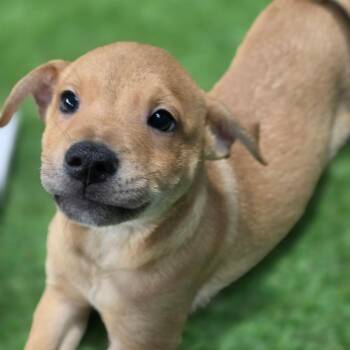Gregory FJ -  Cattle Dog and Chihuahua Dog for Adoption in Austin, Texas - Gregory FJ | PetCurious