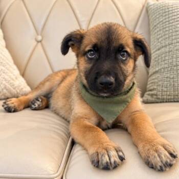 Frankenstein Spooky Little Shadow -  German Shepherd Dog and Belgian Shepherd Malinois Dog for Adoption in Friendswood, Texas - Frankenstein Spooky Little Shadow | PetCurious