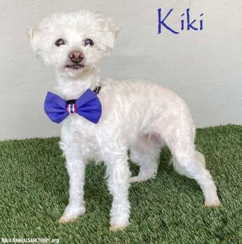 Maltipoo Dogs Available for Adoption in San Diego, California - Kiki | PetCurious
