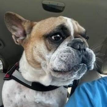French Bulldog Dogs Available for Adoption - Rocco | PetCurious