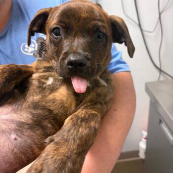 Tinker -  Mixed Breed Dog for Adoption in Tulsa, Oklahoma - Tinker | PetCurious