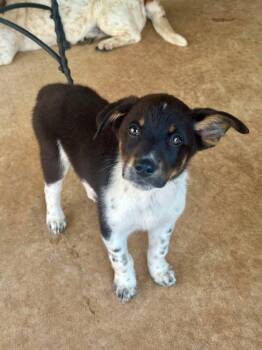 Rescue Treeing Walker Coonhound and Australian Cattle Dog Blue Heeler Dogs for Adoption in Shawnee, Oklahoma - Sammy | PetCurious