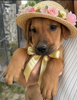 Labrador Retriever and Golden Retriever Dogs Available for Adoption in Mount Laurel Township, New Jersey - Berry | PetCurious