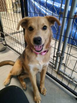 Rescue Shepherd Dogs for Adoption in Pueblo, Colorado - Charli | PetCurious