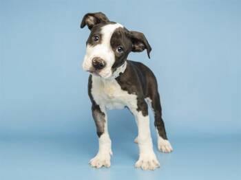 Pit Bull Terrier Dogs Available for Adoption in Phoenix, Arizona - LEO | PetCurious