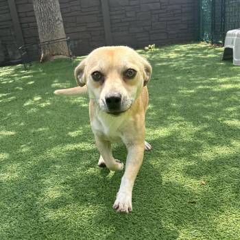 Stitch 7574 -  Chihuahua and Mixed Breed Dog for Adoption in Loxahatchee Groves, Florida - Stitch 7574 | PetCurious