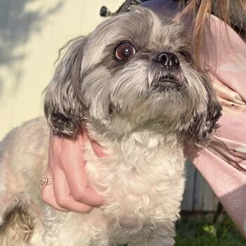 Shih Tzu Dogs Available for Adoption - Deano | PetCurious