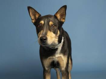 Australian Cattle Dog Blue Heeler Dogs Available for Adoption in Phoenix, Arizona - TROY | PetCurious