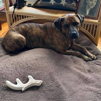 Lucy -  Mountain Cur Dog for Adoption in Columbia, Maryland - Lucy | PetCurious