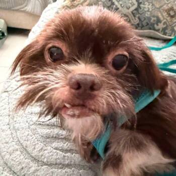 Jersey Miller -  Shih Tzu Dog for Adoption in Plano, Texas - Jersey Miller | PetCurious