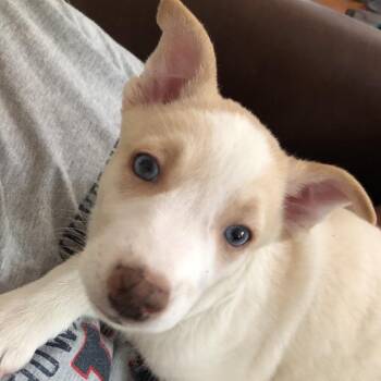 Frost -  Australian Shepherd and Mixed Breed Dog for Adoption in Winston-salem, North Carolina - Frost | PetCurious