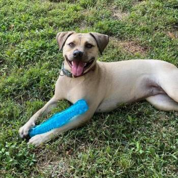 Chloe -  Pit Bull Terrier Dog for Adoption in Levittown, New York - Chloe | PetCurious