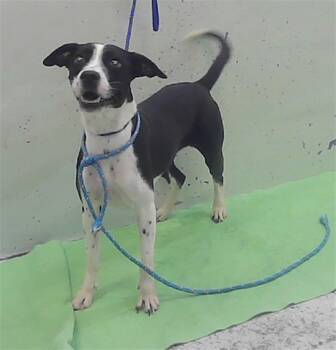 LUNA -  Staffordshire Bull Terrier and Mixed Breed Dog for Adoption in Houston, Texas - LUNA | PetCurious