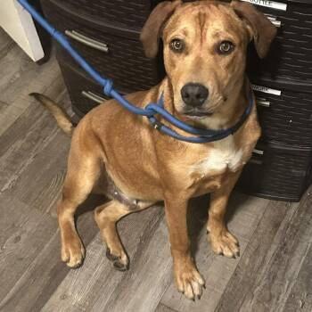 Benny -  Mixed Breed Dog for Adoption in Sequatchie, Tennessee - Benny | PetCurious