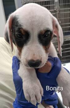 Bonita -  Pointer and Bluetick Coonhound Dog for Adoption in Maynardville, Tennessee - Bonita | PetCurious