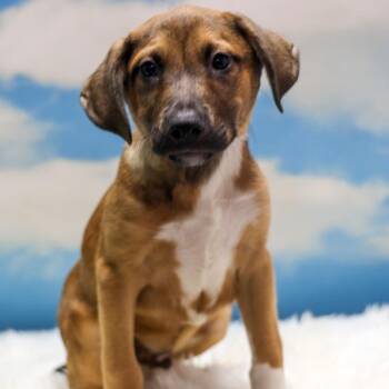 Gu Vo -  Mixed Breed Dog for Adoption in Casa Grande, Arizona - Gu Vo | PetCurious