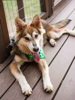 Riley -  Husky and Shepherd Dog for Adoption in Gulfport, Mississippi - Riley | PetCurious