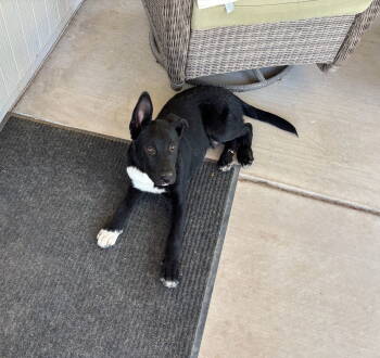 Rescue Shepherd Dogs for Adoption in Chandler, Arizona - RALPH | PetCurious