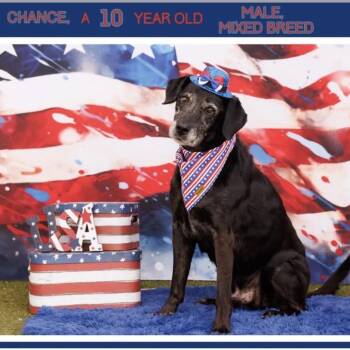 Chance -  Black Labrador Retriever Dog for Adoption in Midland, Texas - Chance | PetCurious