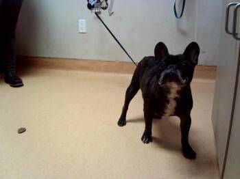 LUKE -  French Bulldog Dog for Adoption in Martinez, California - LUKE | PetCurious