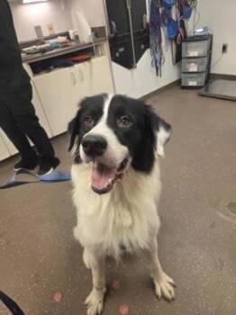 Cow -  Great Pyrenees and Mixed Breed Dog for Adoption in South Bend, Indiana - Cow | PetCurious