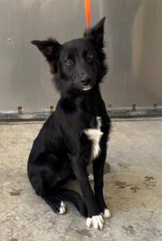 DAPHNE -  Border Collie Dog for Adoption in Salinas, California - DAPHNE | PetCurious