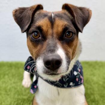 LUCIE -  Jack Russell Terrier and Rat Terrier Dog for Adoption in San Diego, California - LUCIE | PetCurious