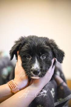 Mixed Breed Dogs Available for Adoption in Kalispell, Montana - Edgar | PetCurious
