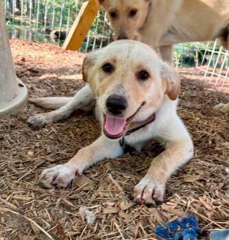 Purple collar Girl -  Labrador Retriever and Husky Dog for Adoption in Wando, South Carolina - Purple Collar Girl | PetCurious