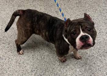 Shortcake -  Pit Bull Terrier and Mixed Breed Dog for Adoption in Kansas City, Missouri - Shortcake | PetCurious