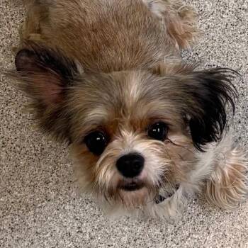 Floyd -  Mixed Breed Dog for Adoption in Naperville, Illinois - Floyd | PetCurious