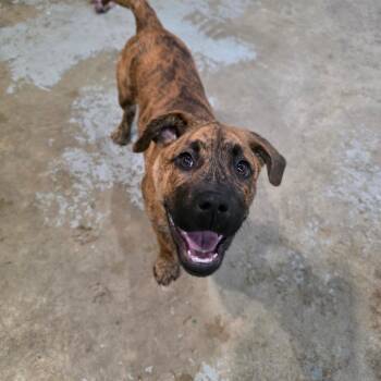 Maggie -  Pit Bull Terrier and Mixed Breed Dog for Adoption in Rochester, Minnesota - Maggie | PetCurious