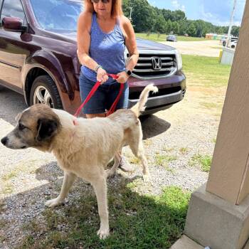 Barnie 1693 -  Great Pyrenees and Mixed Breed Dog for Adoption in Loxahatchee Groves, Florida - Barnie 1693 | PetCurious