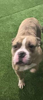 Nina -  Mixed Breed Dog for Adoption in West Chester, Pennsylvania - Nina | PetCurious