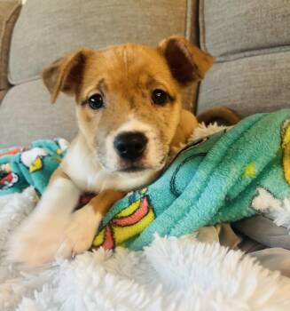 Catahoula Leopard Dog Dogs Available for Adoption - Jenga | PetCurious