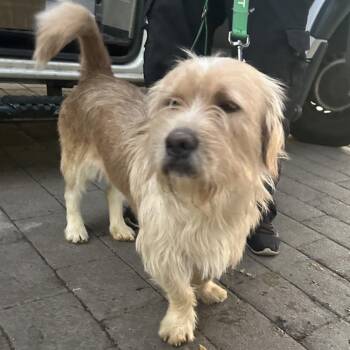 LONG JOHN -  Wirehaired Pointing Griffon and Petit Basset Griffon Vendeen Dog for Adoption in Richmond, California - LONG JOHN | PetCurious