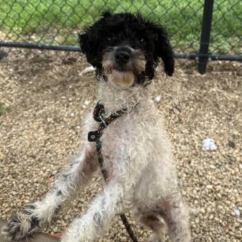 Benji Bee -  Mixed Breed Dog for Adoption in Philadelphia, Pennsylvania - Benji Bee | PetCurious