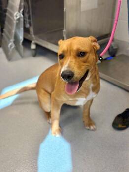 Domino -  Pit Bull Terrier and Mixed Breed Dog for Adoption in Chillicothe, Ohio - Domino | PetCurious