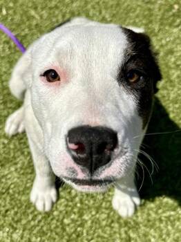 Mixed Breed Dogs Available for Adoption in Wichita, Kansas - Aqua Fresca | PetCurious