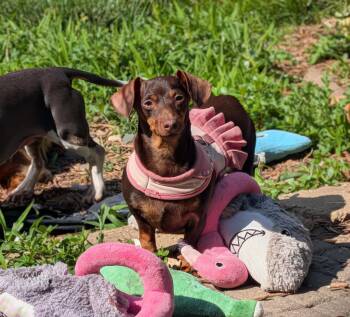 Pippa -  Dachshund Dog for Adoption in Sioux Falls, South Dakota - Pippa | PetCurious
